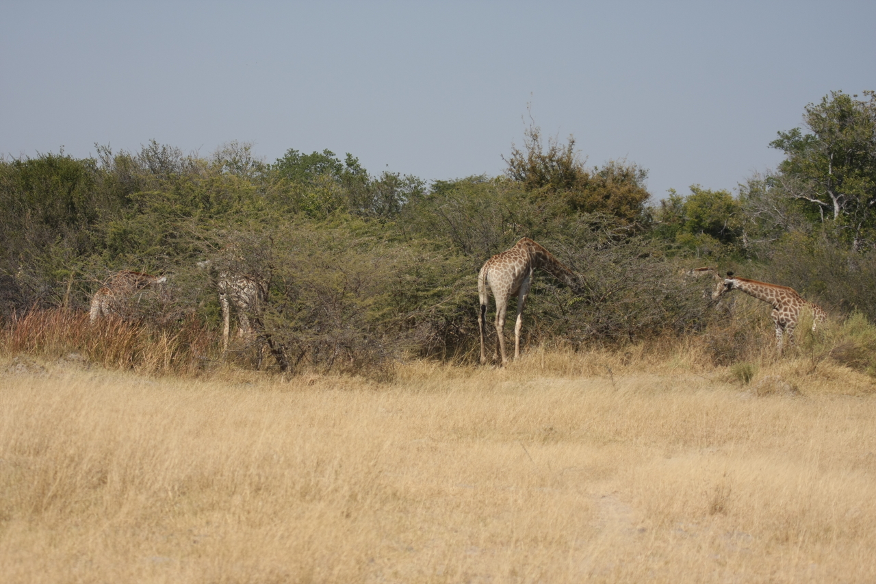 [23986] 2016_06_30_05_30_39_Africa_Canon_EOS_40D_IMG__00367.jpg