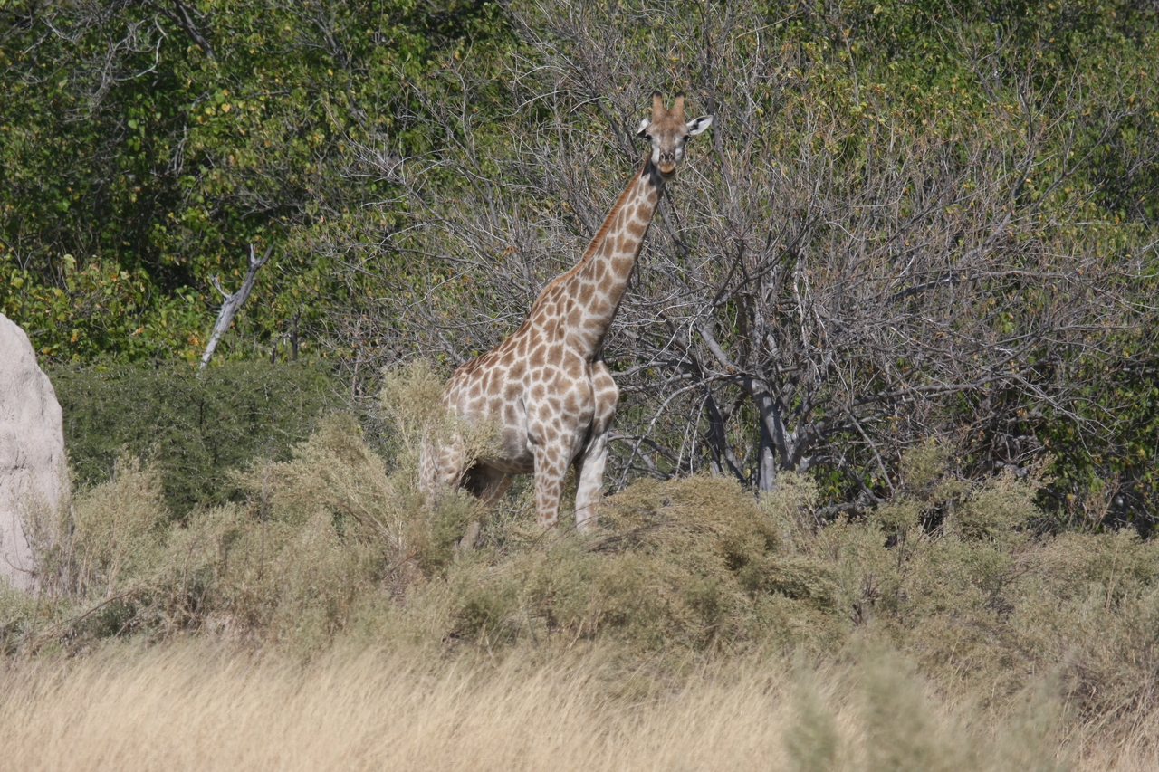 [23992] 2016_06_30_05_31_11_Africa_Canon_EOS_40D_IMG__00370.jpg