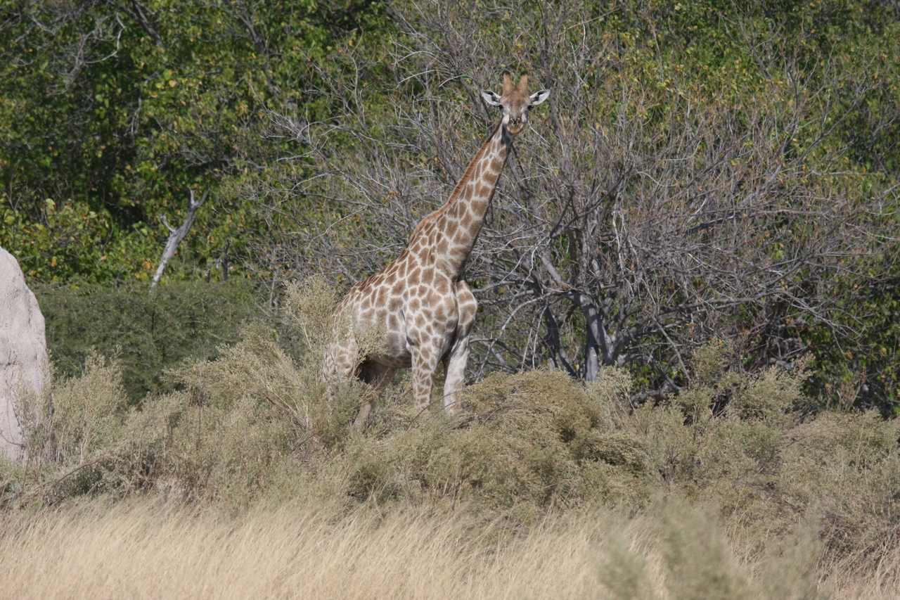 [23999] 2016_06_30_05_31_11_Africa_Canon_EOS_40D_IMG__11544.jpg