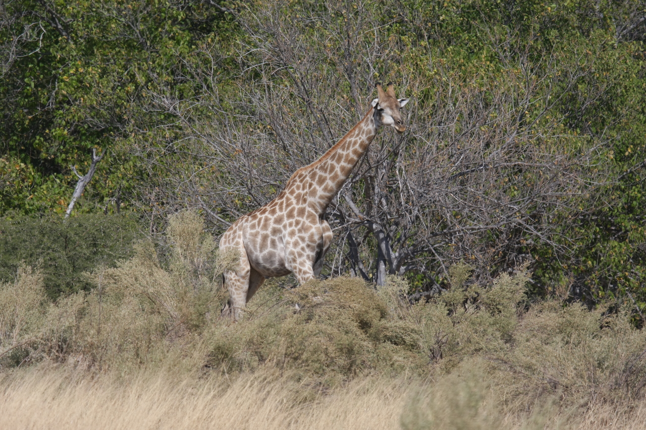 [24001] 2016_06_30_05_31_14_Africa_Canon_EOS_40D_IMG__00373.jpg