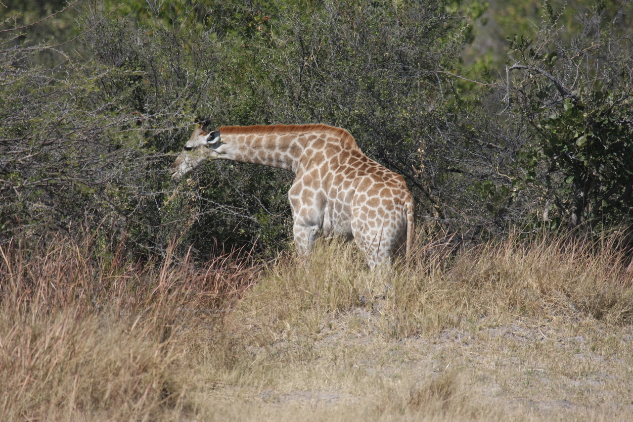 [24009] 2016_06_30_05_31_26_Africa_Canon_EOS_40D_IMG__04102.jpg