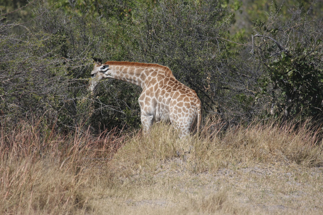 [24018] 2016_06_30_05_31_31_Africa_Canon_EOS_40D_IMG__04105.jpg