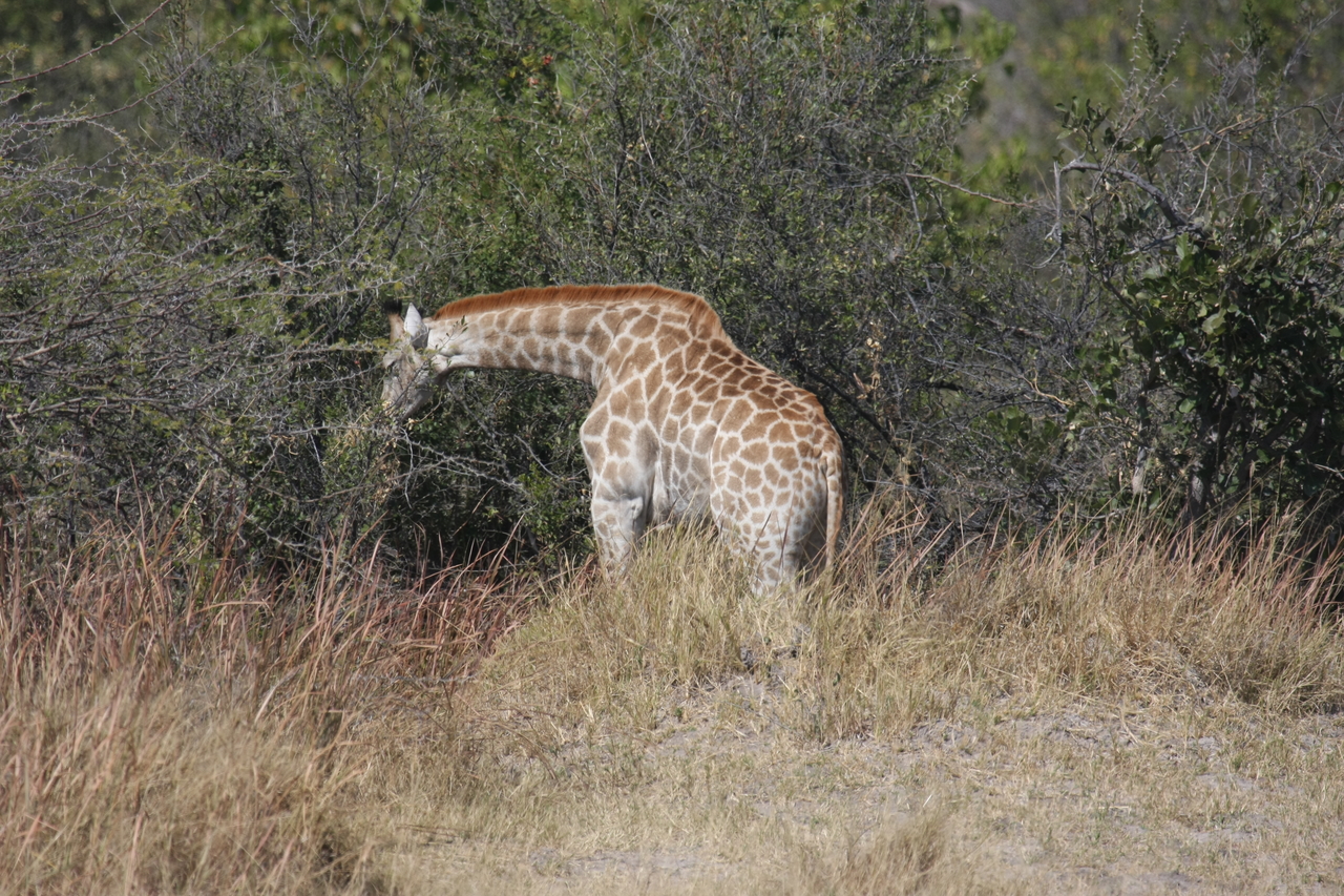 [24022] 2016_06_30_05_31_32_Africa_Canon_EOS_40D_IMG__00381.jpg