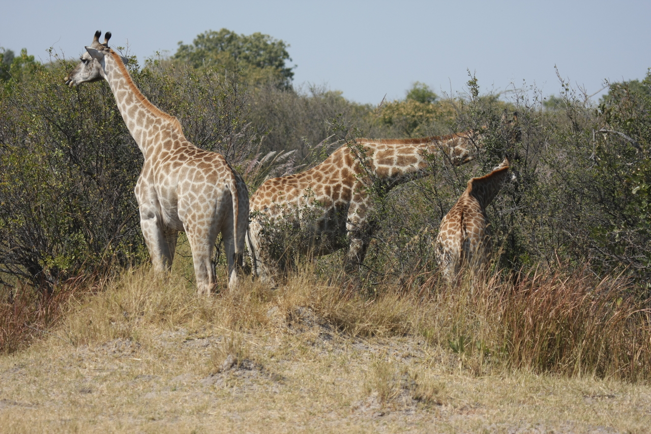 [24030] 2016_06_30_05_33_30_Africa_Canon_EOS_40D_IMG__00385.jpg