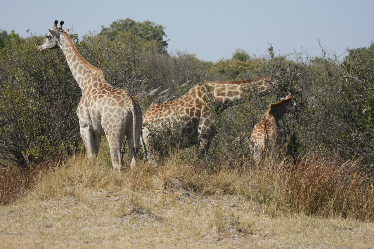 [24035] 2016_06_30_05_33_30_Africa_Canon_EOS_40D_IMG__11557.jpg