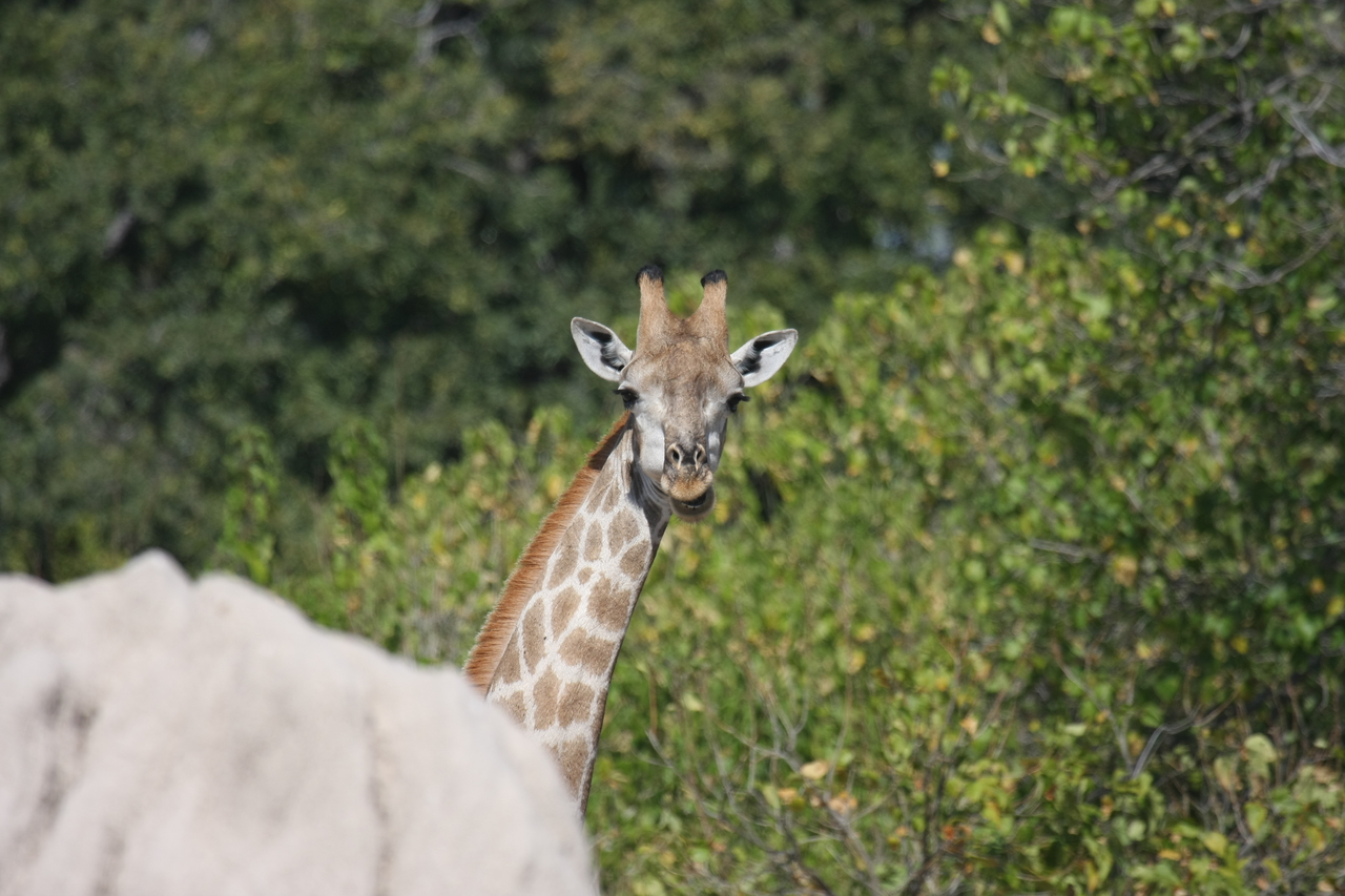 [24042] 2016_06_30_05_33_39_Africa_Canon_EOS_40D_IMG__04114.jpg
