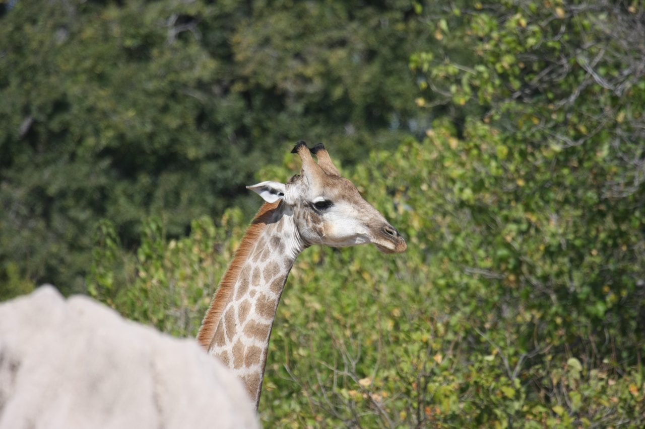 [24047] 2016_06_30_05_33_46_Africa_Canon_EOS_40D_IMG__00390.jpg