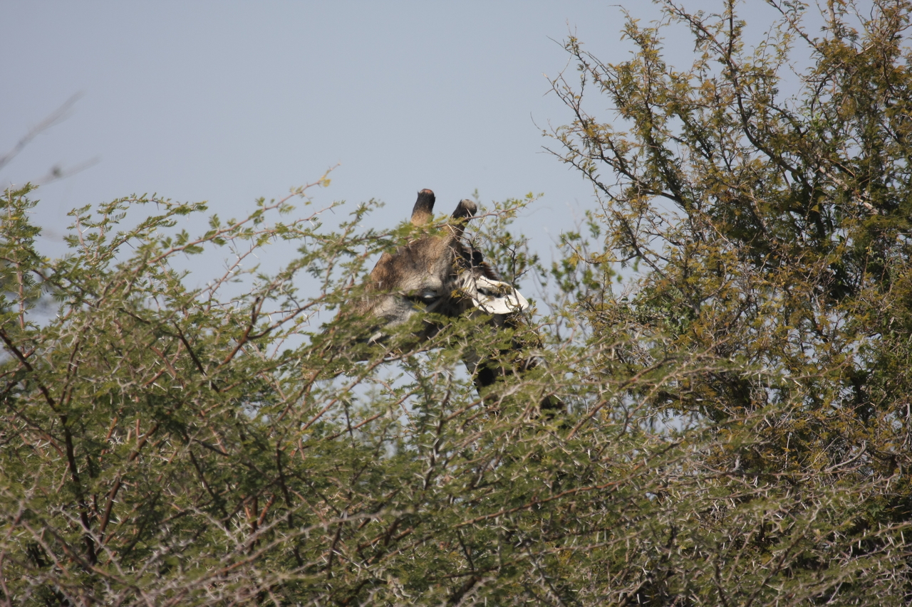 [24060] 2016_06_30_05_33_55_Africa_Canon_EOS_40D_IMG__04121.jpg