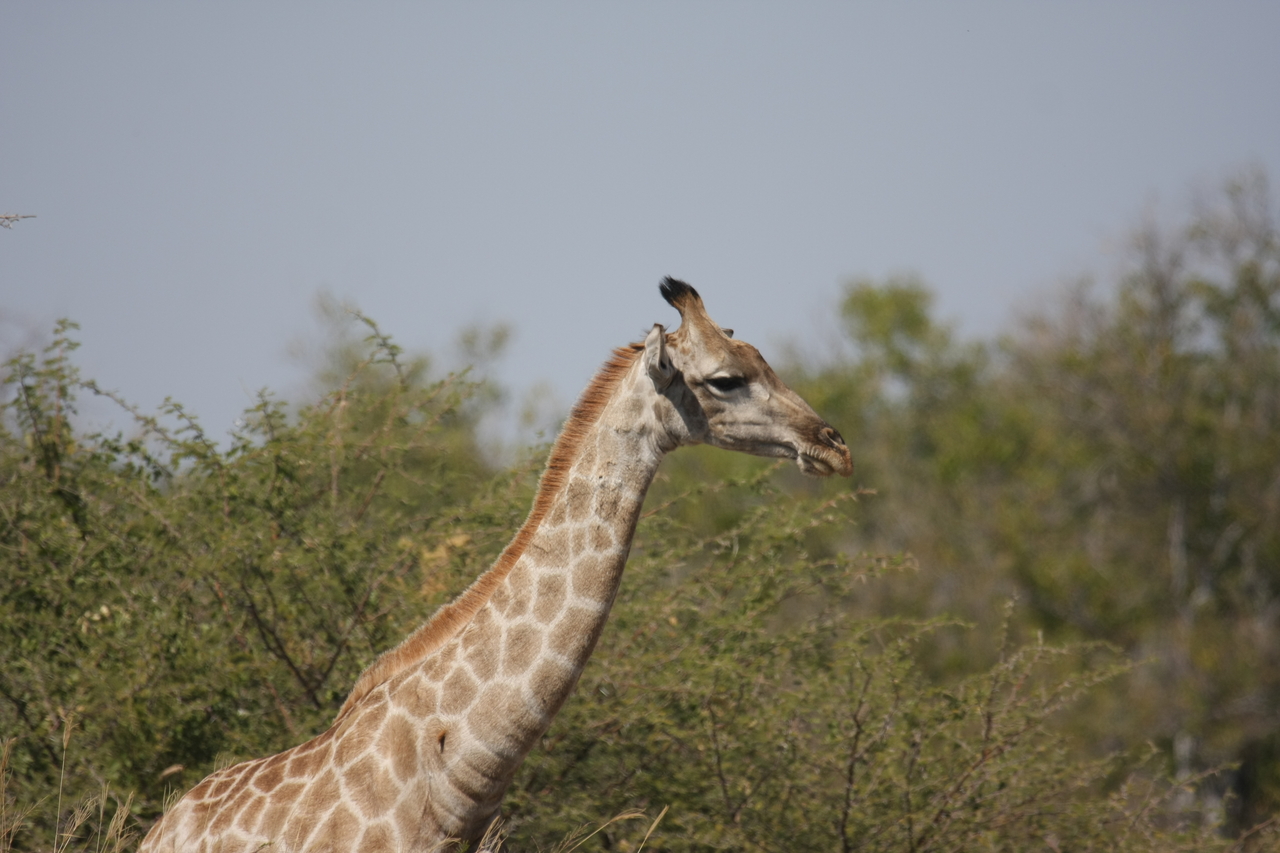 [24072] 2016_06_30_05_33_59_Africa_Canon_EOS_40D_IMG__11571.jpg