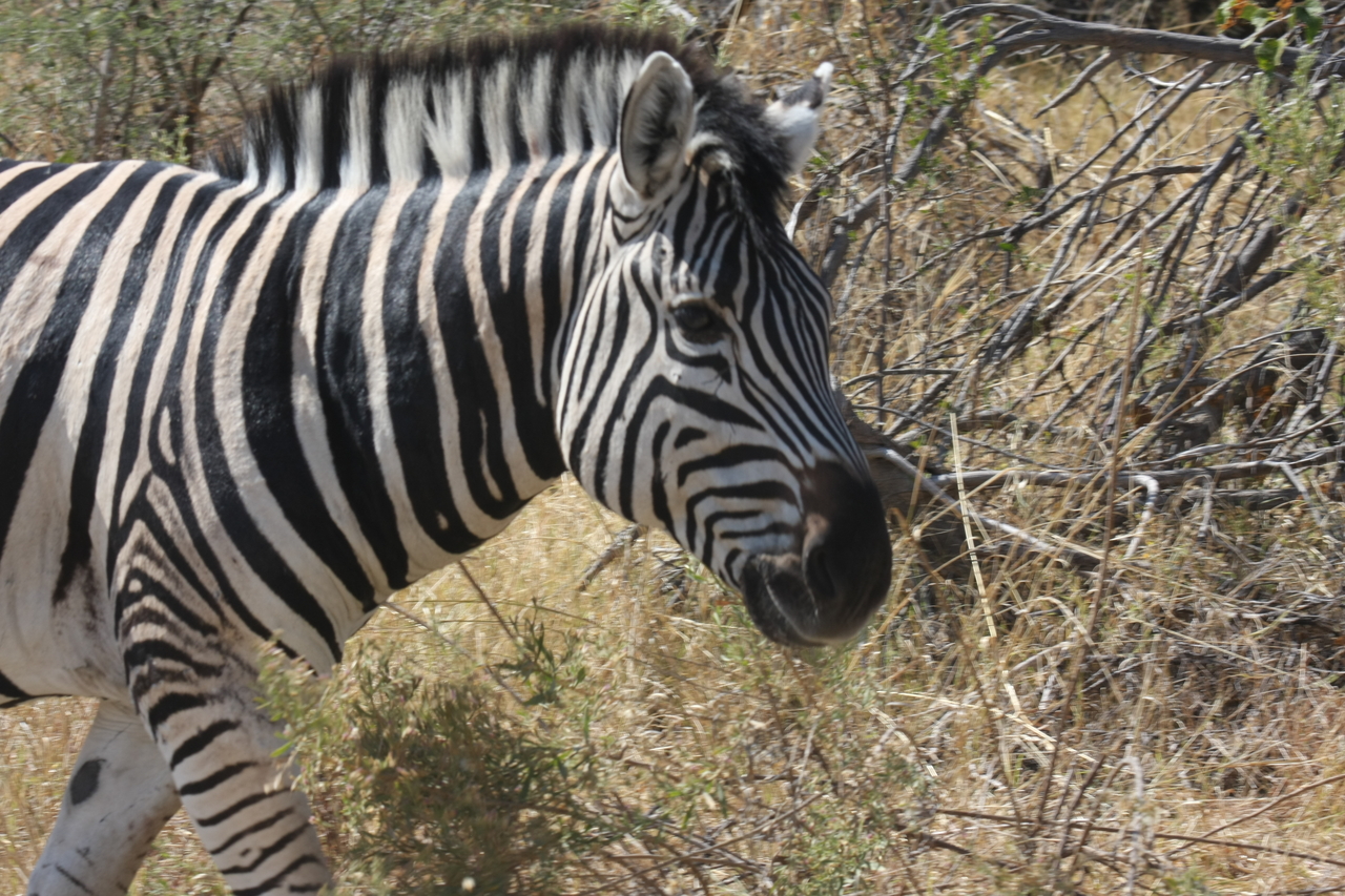 [24081] 2016_06_30_05_43_44_Africa_Canon_EOS_40D_IMG__11574.jpg