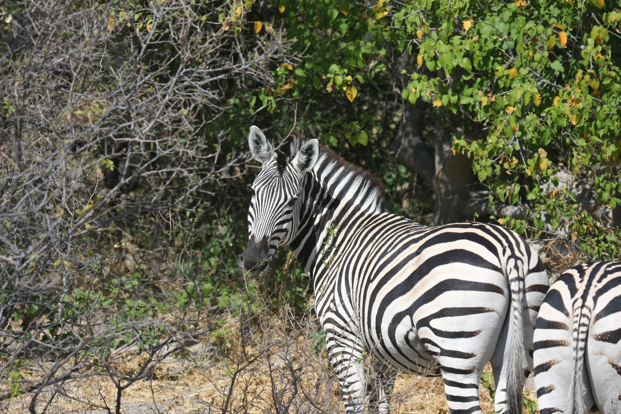 [24088] 2016_06_30_05_43_54_Africa_Canon_EOS_40D_IMG__00405.jpg