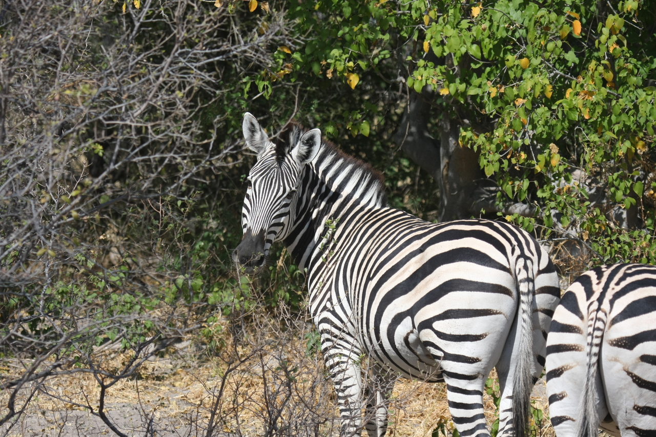 [24097] 2016_06_30_05_44_01_Africa_Canon_EOS_40D_IMG__11579.jpg