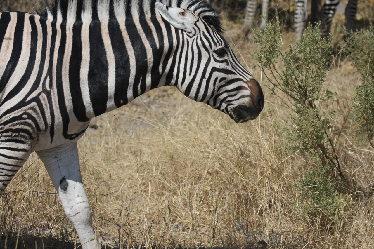 [24106] 2016_06_30_05_44_07_Africa_Canon_EOS_40D_IMG__11582.jpg