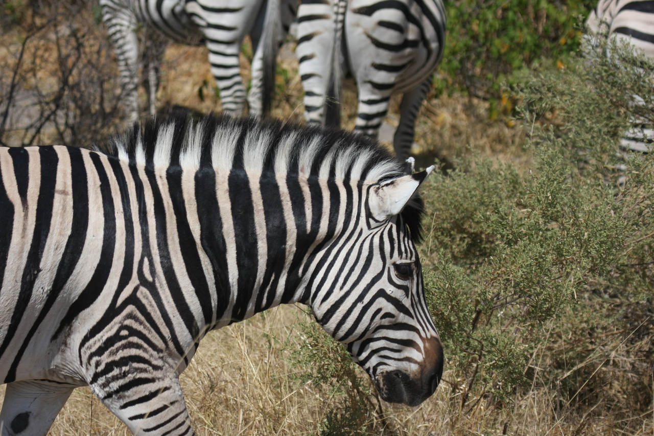 [24108] 2016_06_30_05_44_07_Africa_Canon_EOS_40D_IMG__11584.jpg