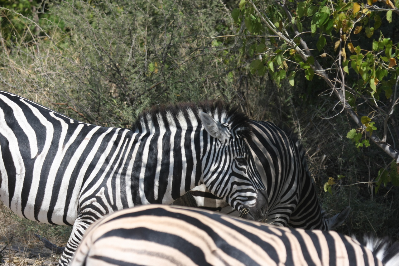 [24115] 2016_06_30_05_44_24_Africa_Canon_EOS_40D_IMG__04141.jpg