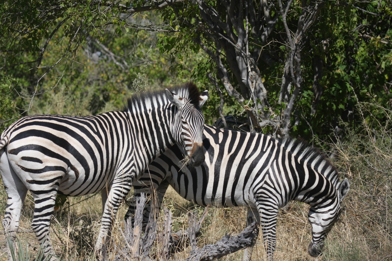 [24118] 2016_06_30_05_44_45_Africa_Canon_EOS_40D_IMG__00416.jpg