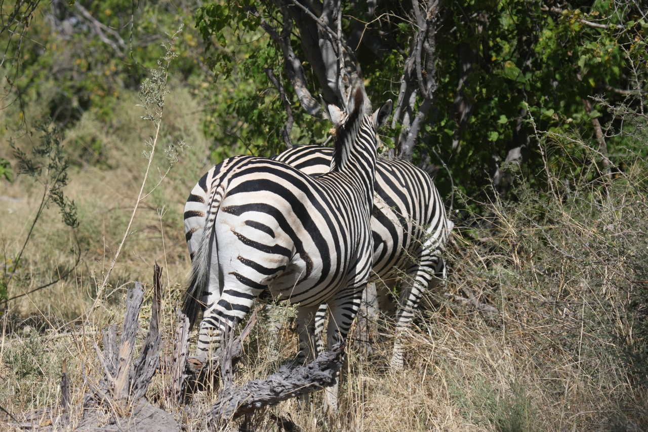 [24123] 2016_06_30_05_45_00_Africa_Canon_EOS_40D_IMG__11590.jpg