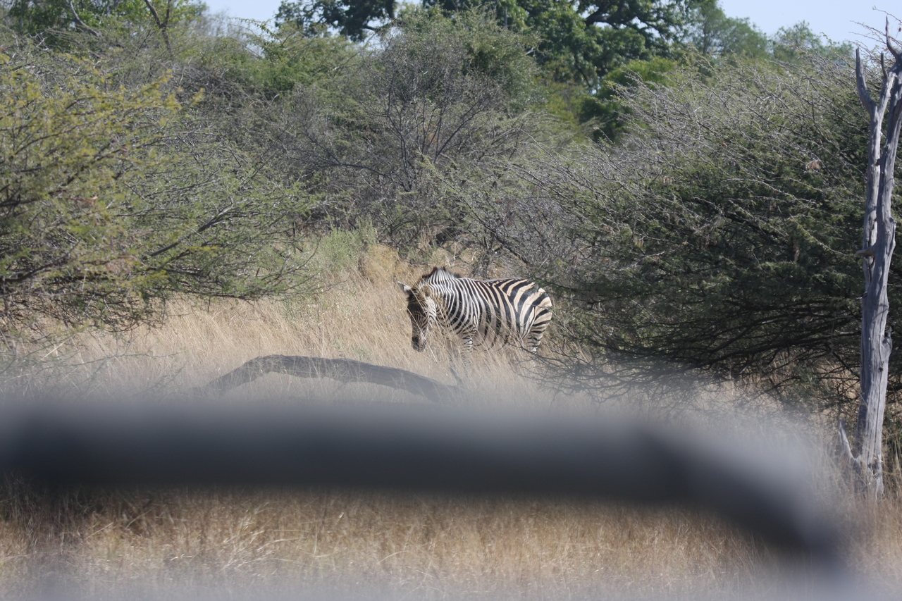 [24126] 2016_06_30_05_45_34_Africa_Canon_EOS_40D_IMG__04144.jpg