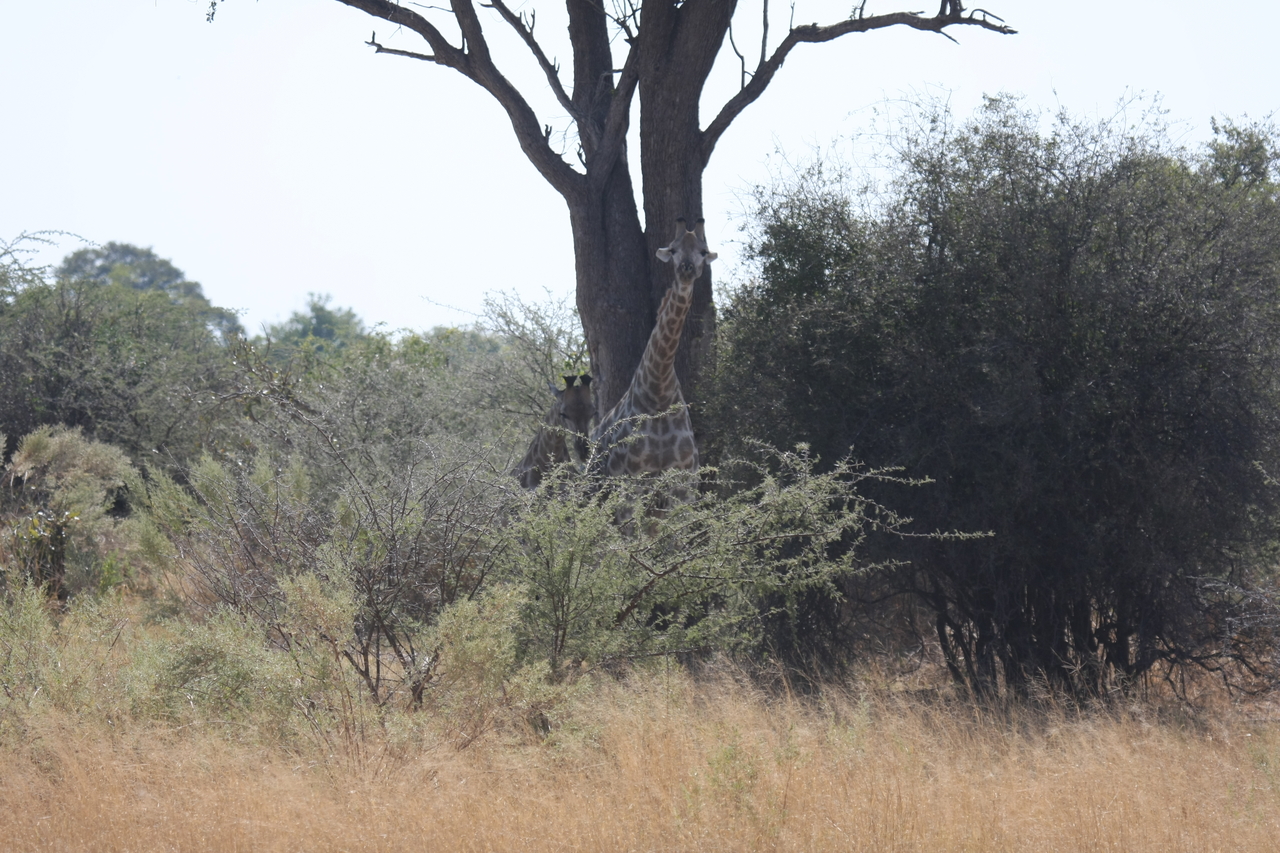 [24133] 2016_06_30_05_45_45_Africa_Canon_EOS_40D_IMG__04146.jpg