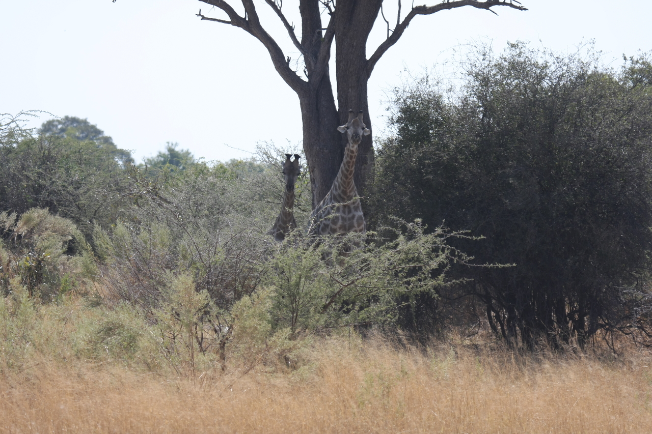 [24135] 2016_06_30_05_45_45_Africa_Canon_EOS_40D_IMG__04148.jpg