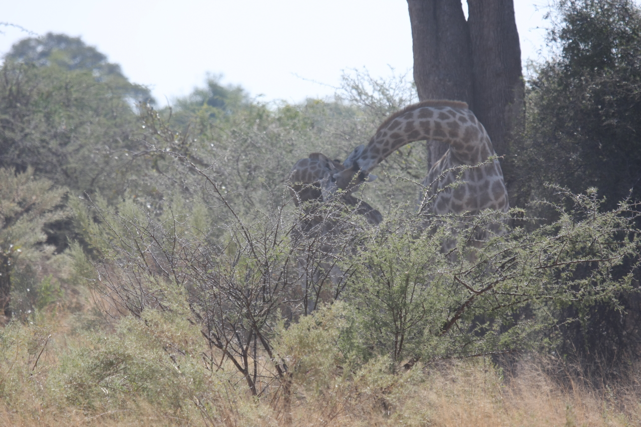 [24150] 2016_06_30_05_46_26_Africa_Canon_EOS_40D_IMG__04154.jpg