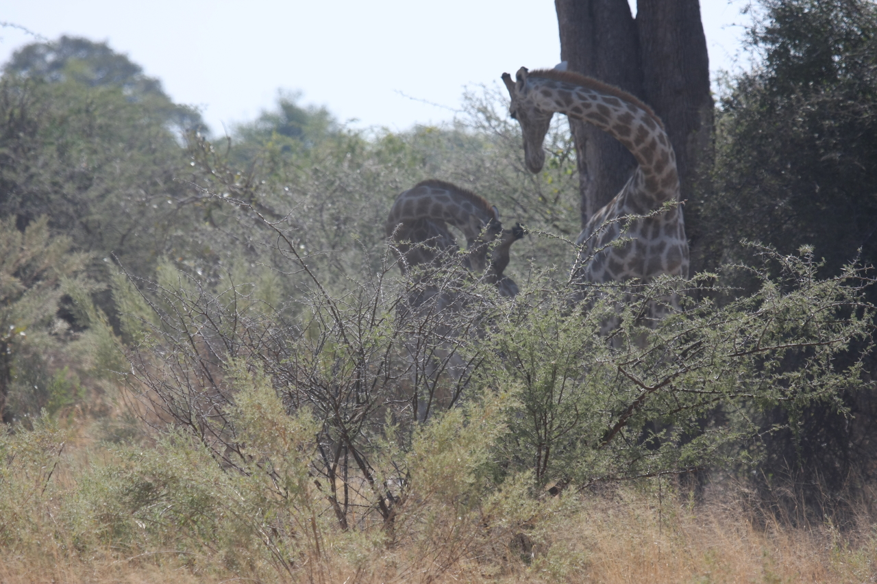 [24156] 2016_06_30_05_46_27_Africa_Canon_EOS_40D_IMG__00431.jpg