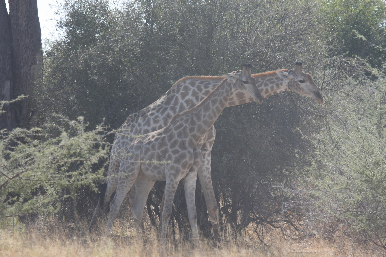 [24171] 2016_06_30_05_46_37_Africa_Canon_EOS_40D_IMG__11607.jpg