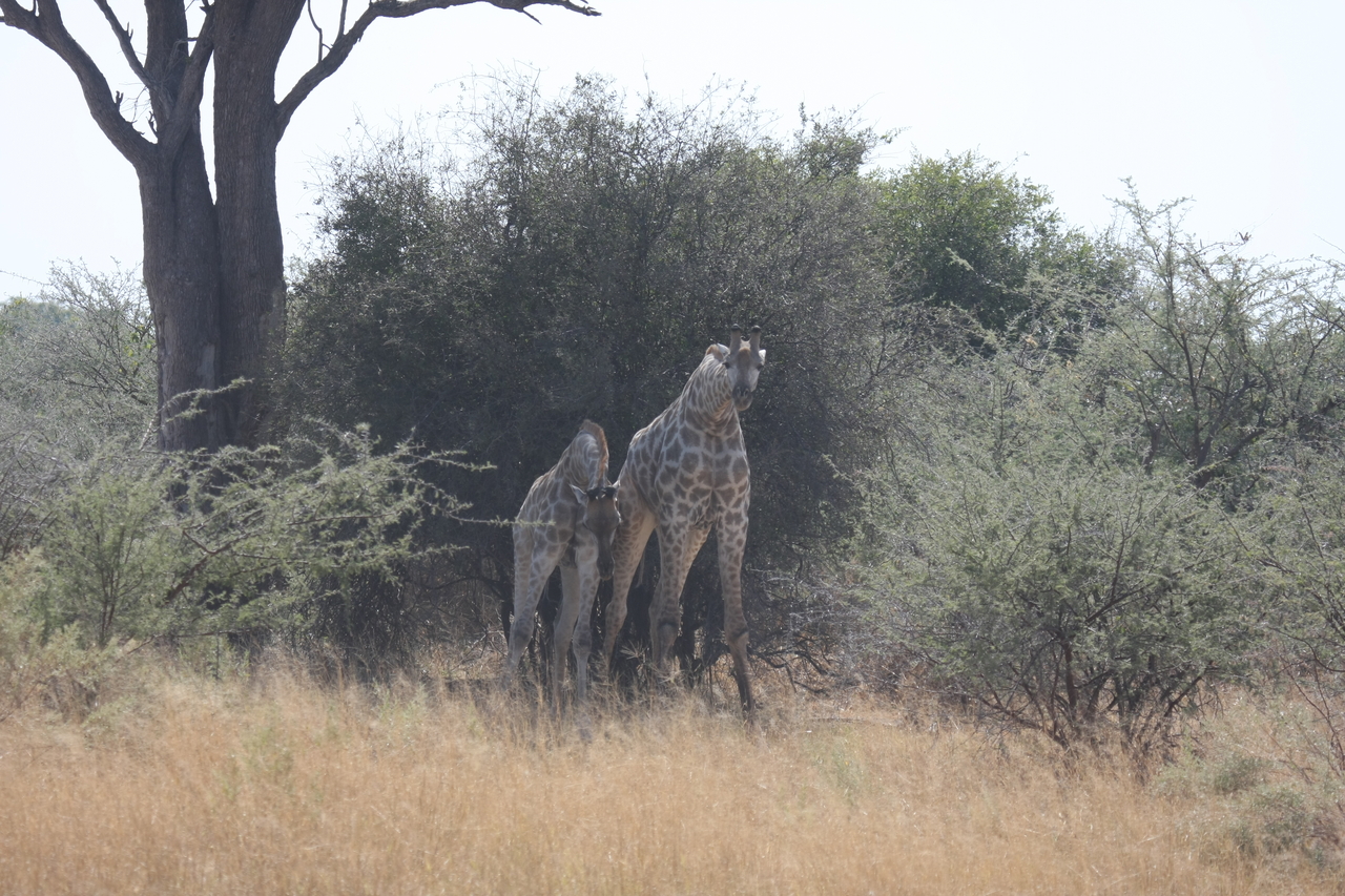 [24173] 2016_06_30_05_46_44_Africa_Canon_EOS_40D_IMG__00437.jpg
