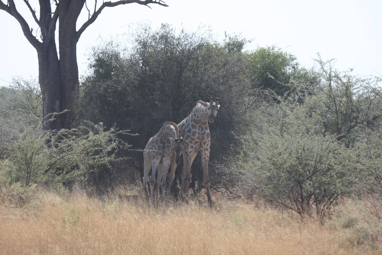 [24175] 2016_06_30_05_46_44_Africa_Canon_EOS_40D_IMG__04162.jpg