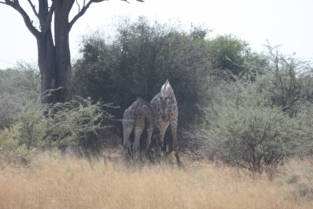 [24186] 2016_06_30_05_46_46_Africa_Canon_EOS_40D_IMG__04167.jpg