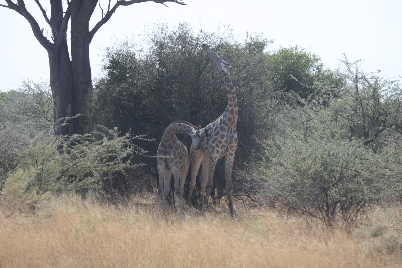 [24200] 2016_06_30_05_46_51_Africa_Canon_EOS_40D_IMG__00448.jpg