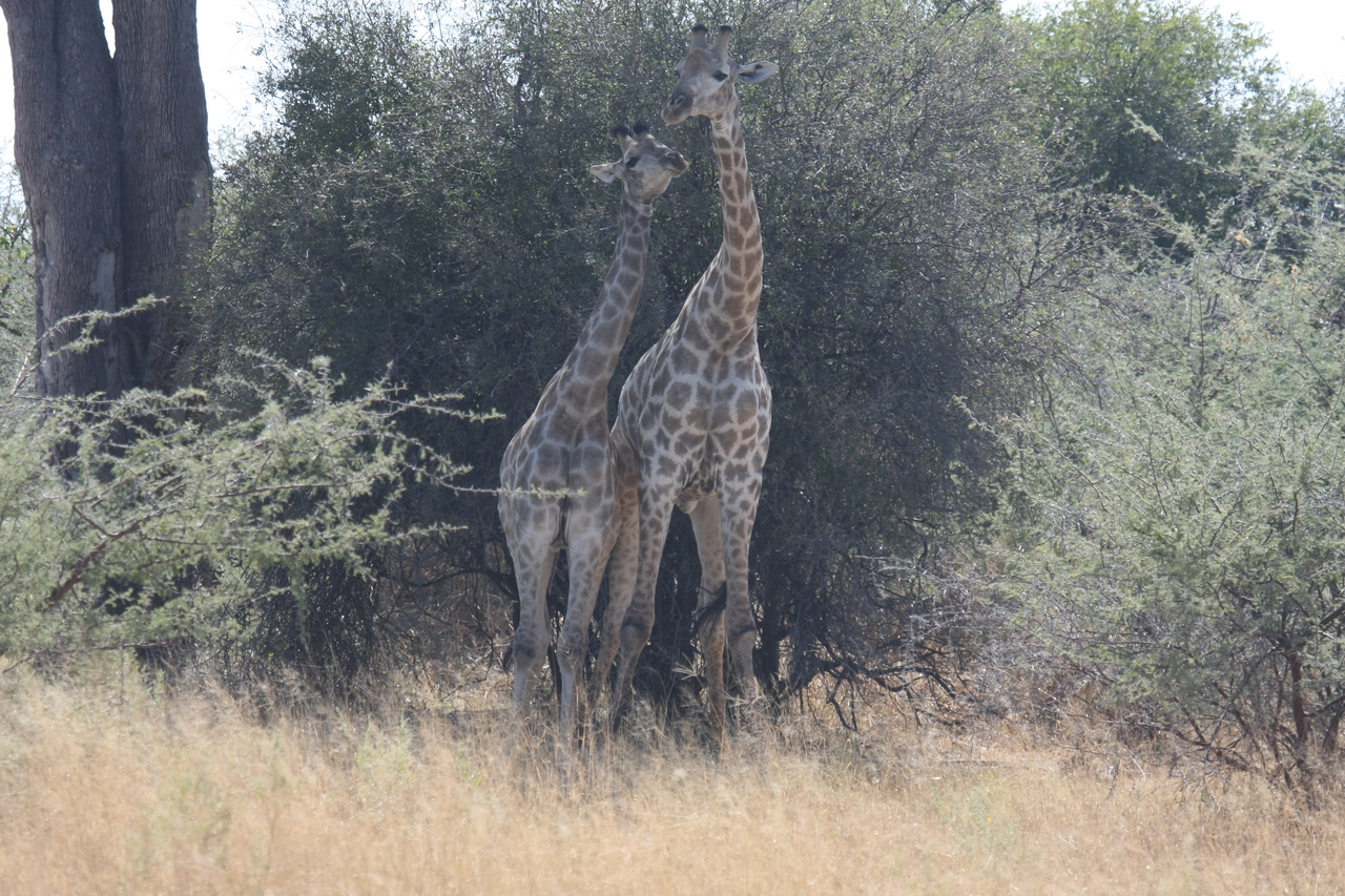 [24225] 2016_06_30_05_47_08_Africa_Canon_EOS_40D_IMG__04182.jpg
