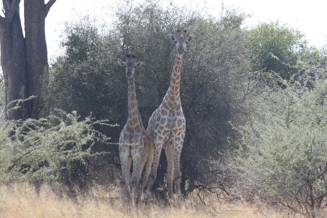 [24232] 2016_06_30_05_47_13_Africa_Canon_EOS_40D_IMG__00459.jpg