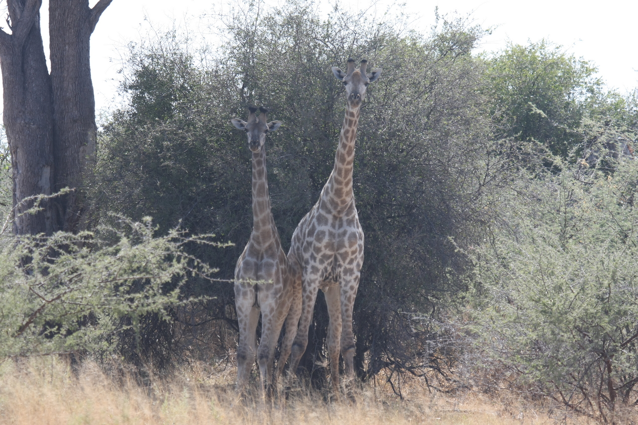 [24233] 2016_06_30_05_47_13_Africa_Canon_EOS_40D_IMG__00460.jpg