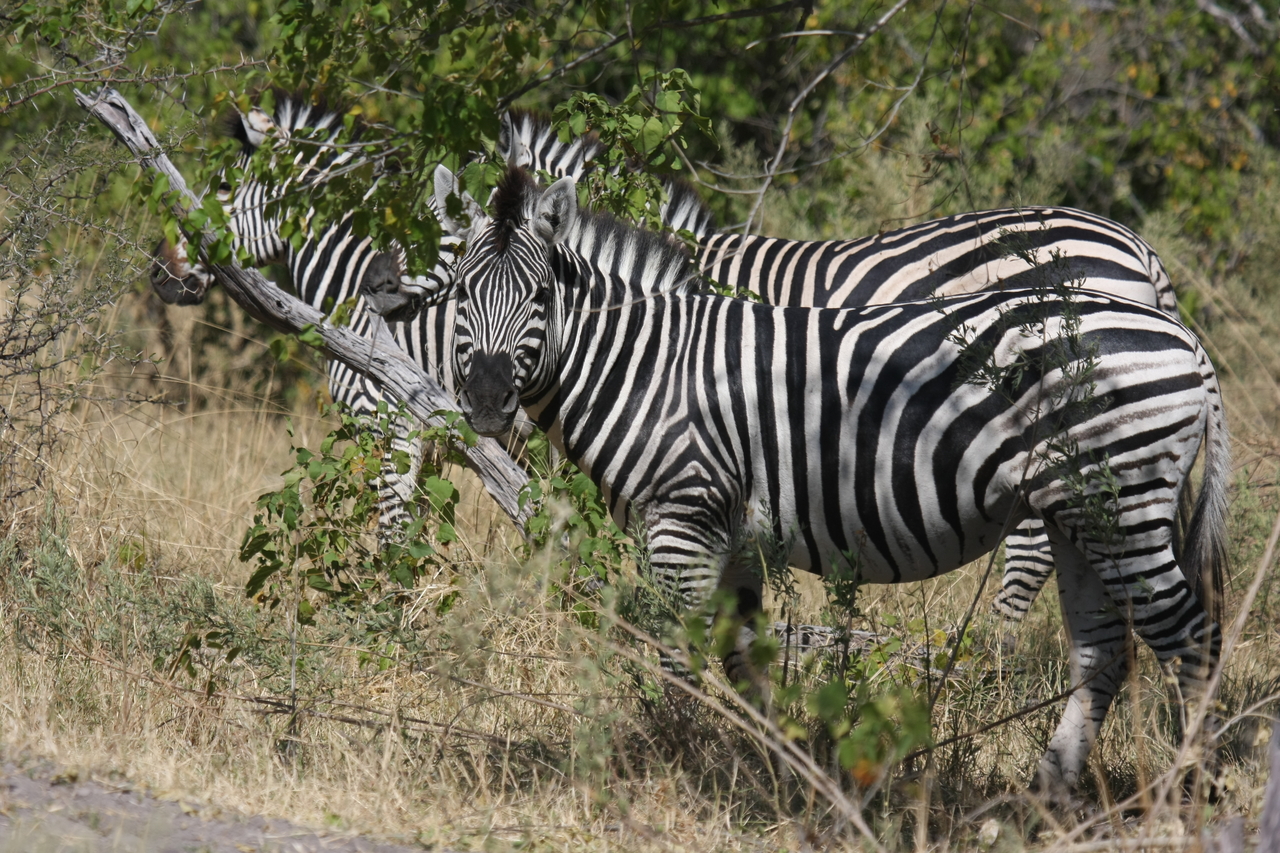 [24256] 2016_06_30_05_47_55_Africa_Canon_EOS_40D_IMG__00467.jpg