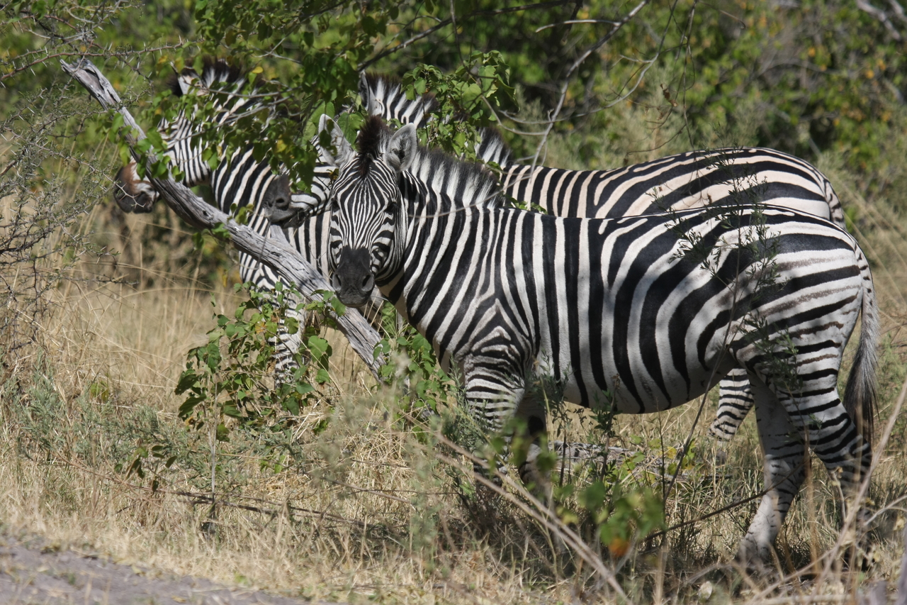 [24267] 2016_06_30_05_47_57_Africa_Canon_EOS_40D_IMG__04197.jpg