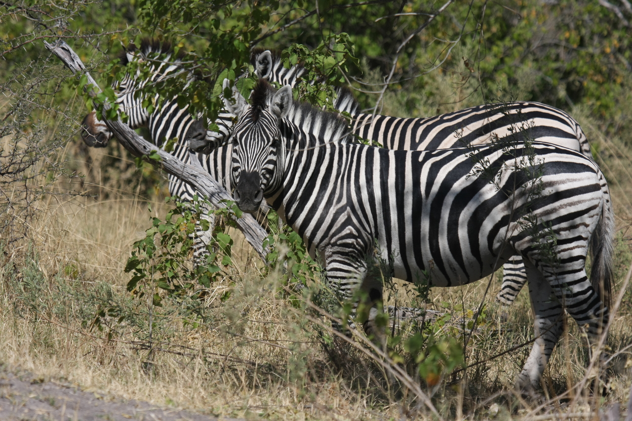 [24270] 2016_06_30_05_47_57_Africa_Canon_EOS_40D_IMG__11645.jpg