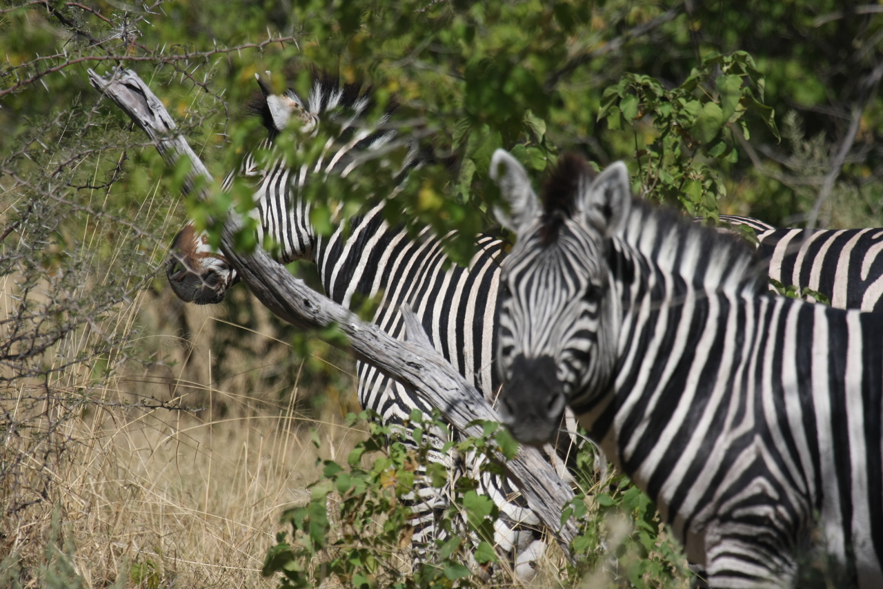 [24284] 2016_06_30_05_48_05_Africa_Canon_EOS_40D_IMG__00478.jpg