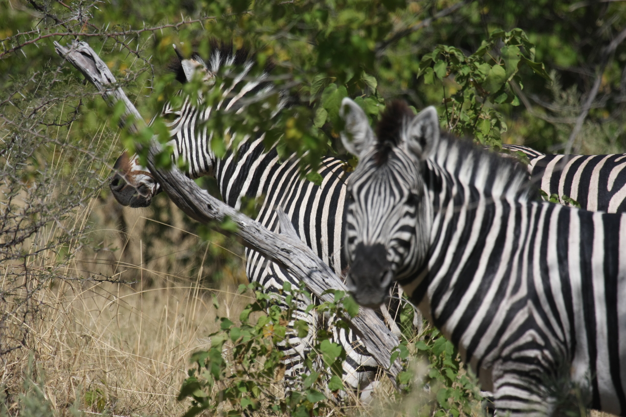 [24287] 2016_06_30_05_48_05_Africa_Canon_EOS_40D_IMG__11650.jpg