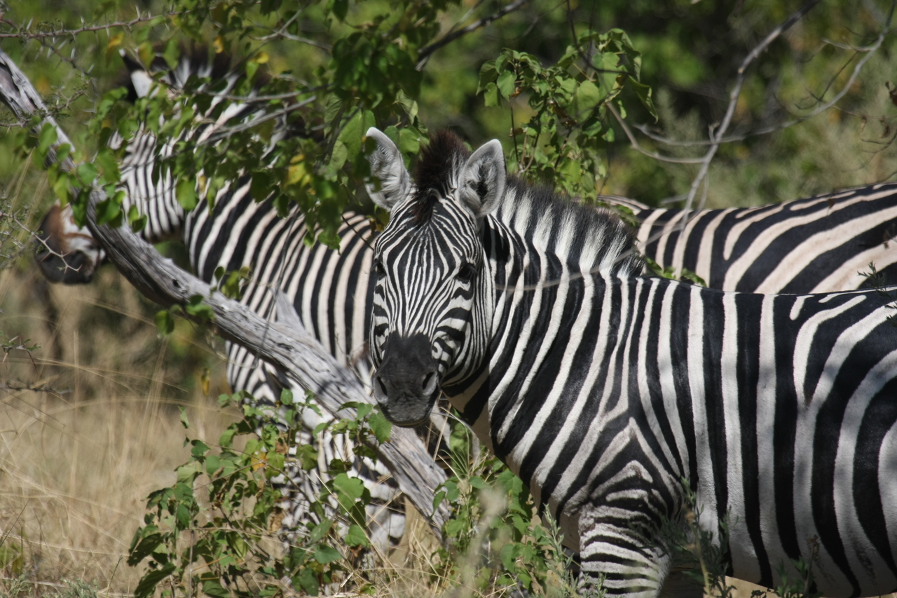 [24293] 2016_06_30_05_48_07_Africa_Canon_EOS_40D_IMG__04207.jpg