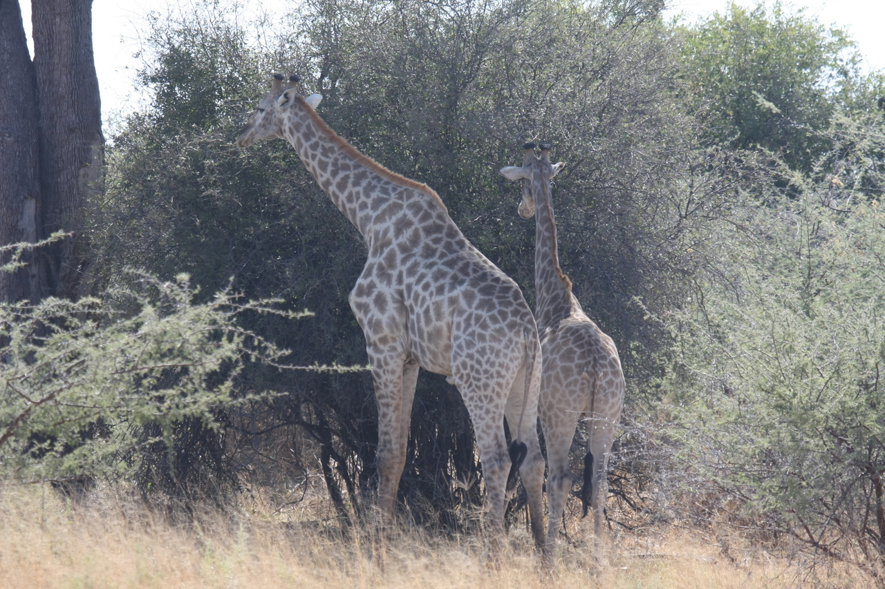 [24299] 2016_06_30_05_48_18_Africa_Canon_EOS_40D_IMG__00484.jpg