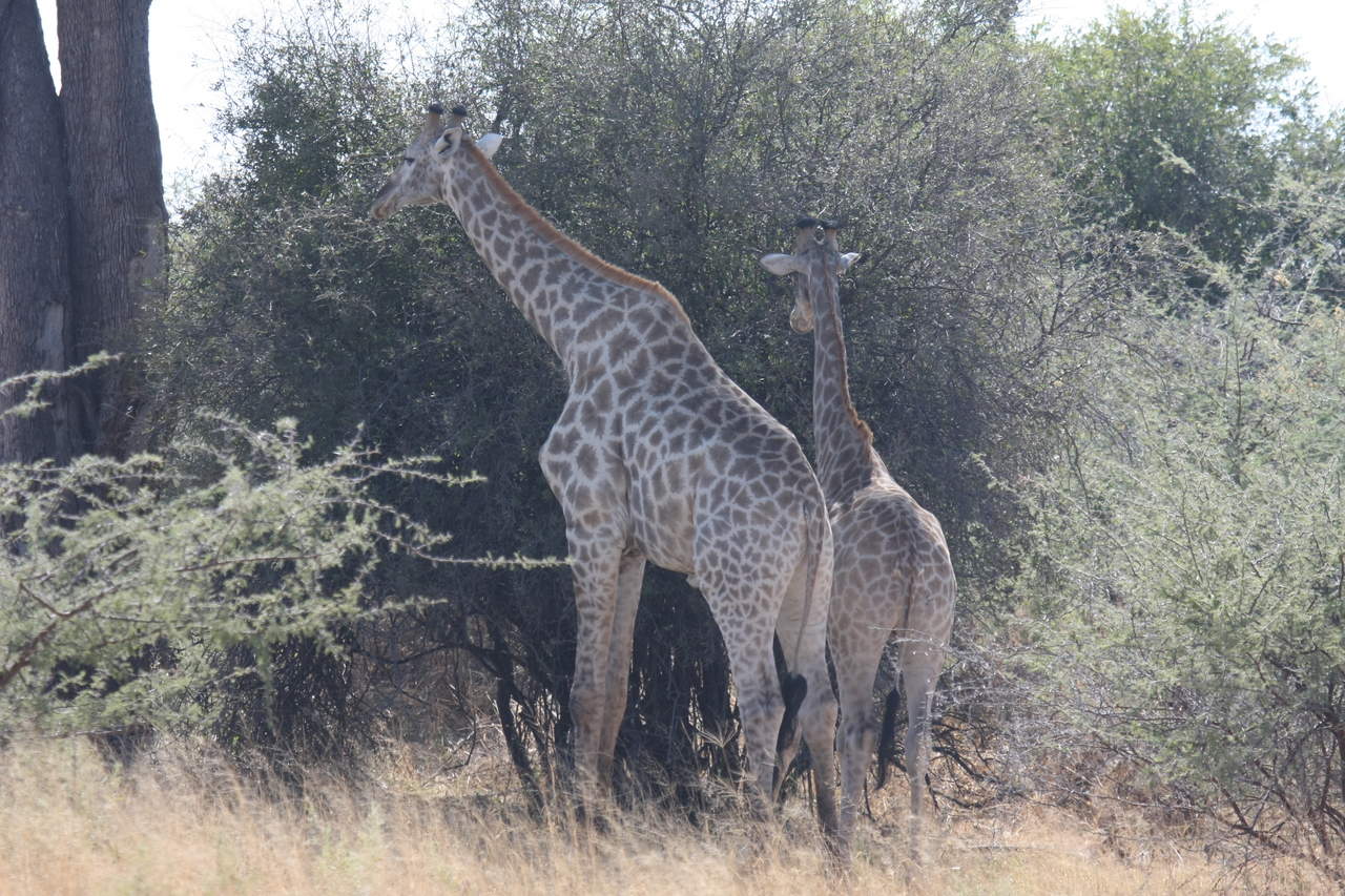 [24300] 2016_06_30_05_48_18_Africa_Canon_EOS_40D_IMG__04209.jpg