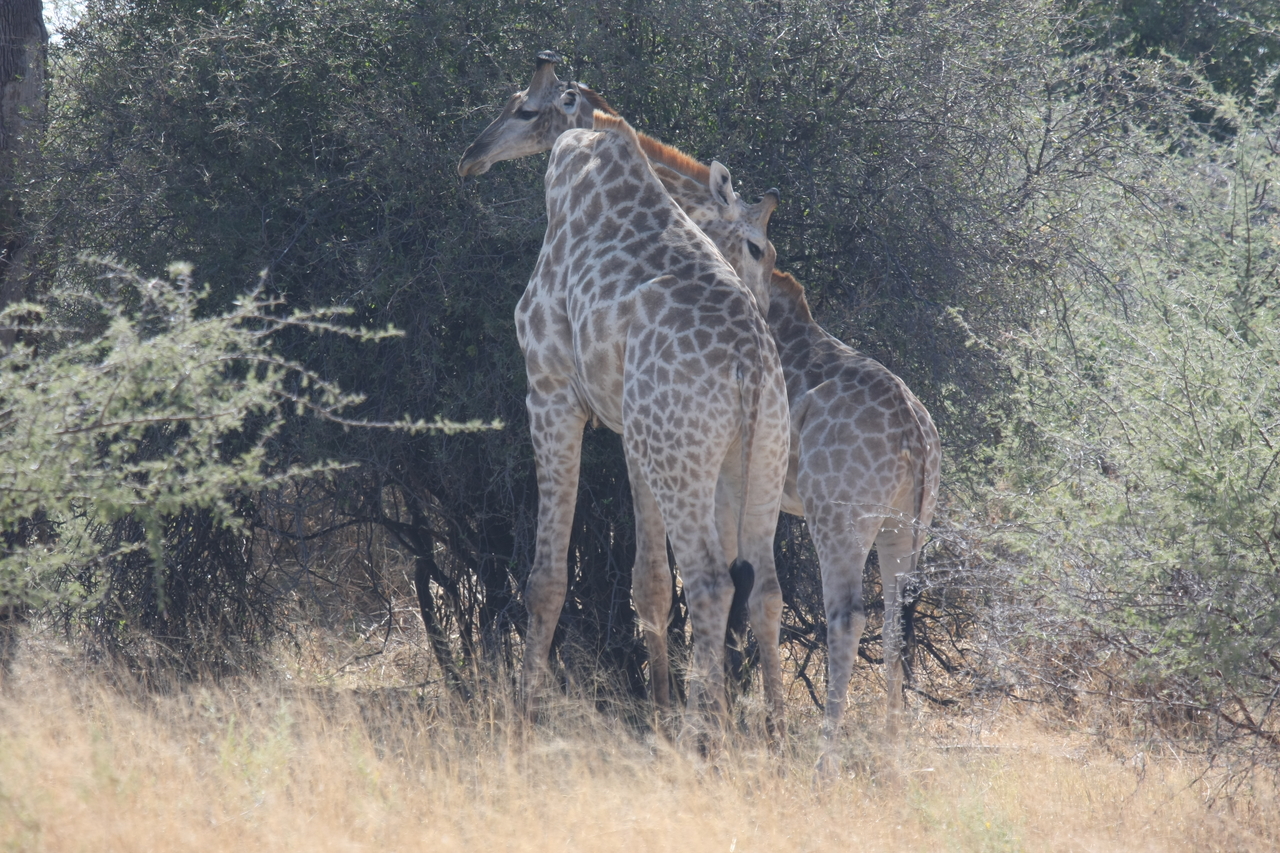 [24323] 2016_06_30_05_48_27_Africa_Canon_EOS_40D_IMG__00493.jpg