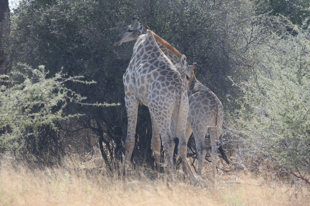 [24326] 2016_06_30_05_48_27_Africa_Canon_EOS_40D_IMG__11665.jpg
