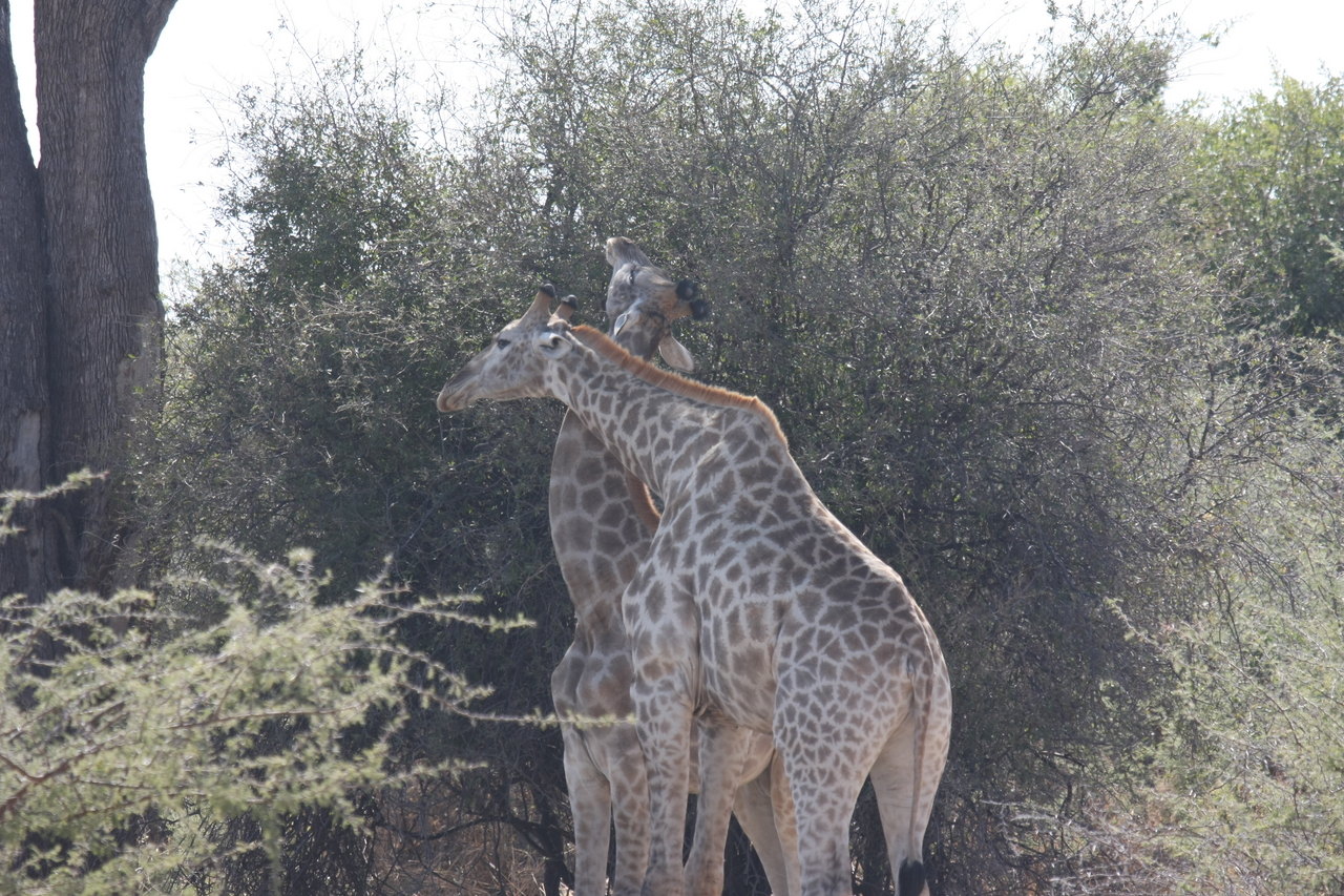 [24329] 2016_06_30_05_48_34_Africa_Canon_EOS_40D_IMG__00495.jpg