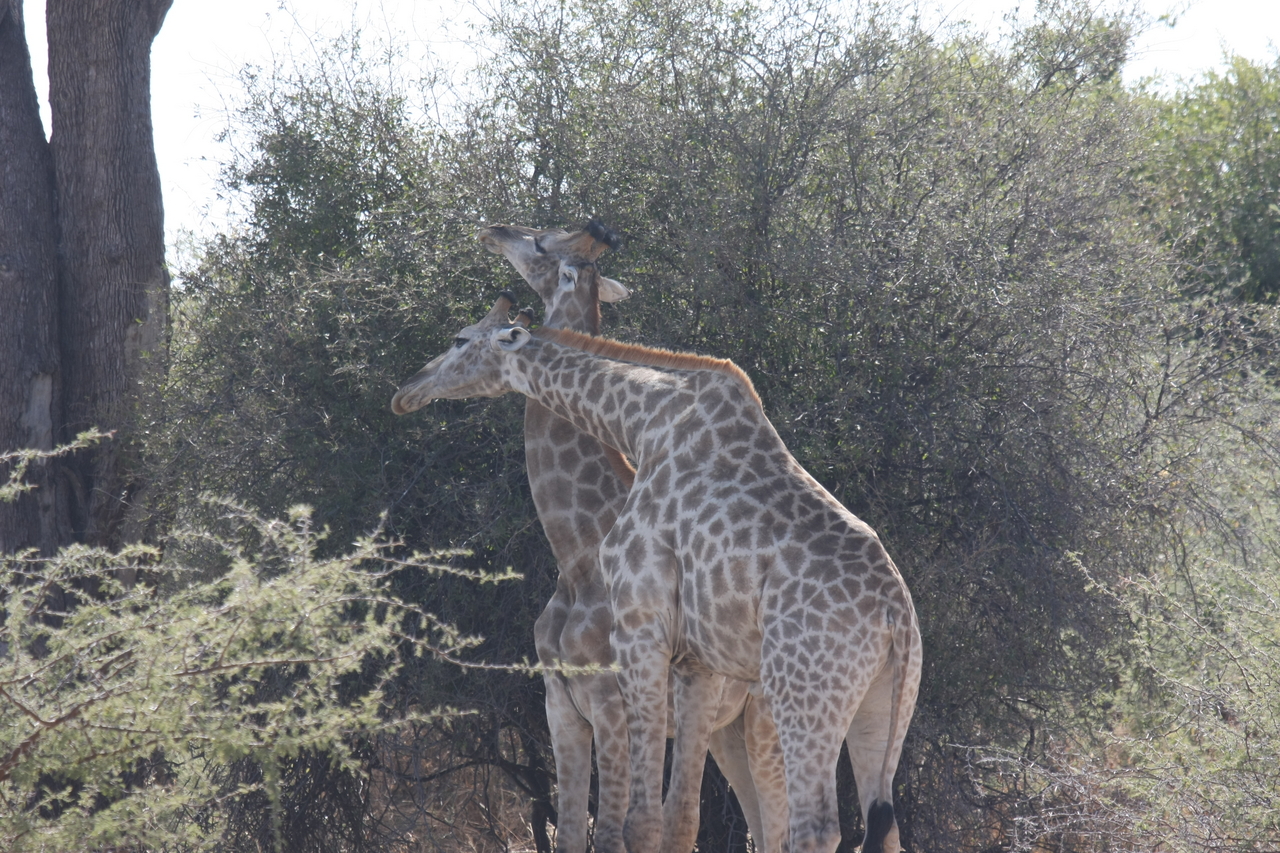 [24334] 2016_06_30_05_48_34_Africa_Canon_EOS_40D_IMG__11667.jpg