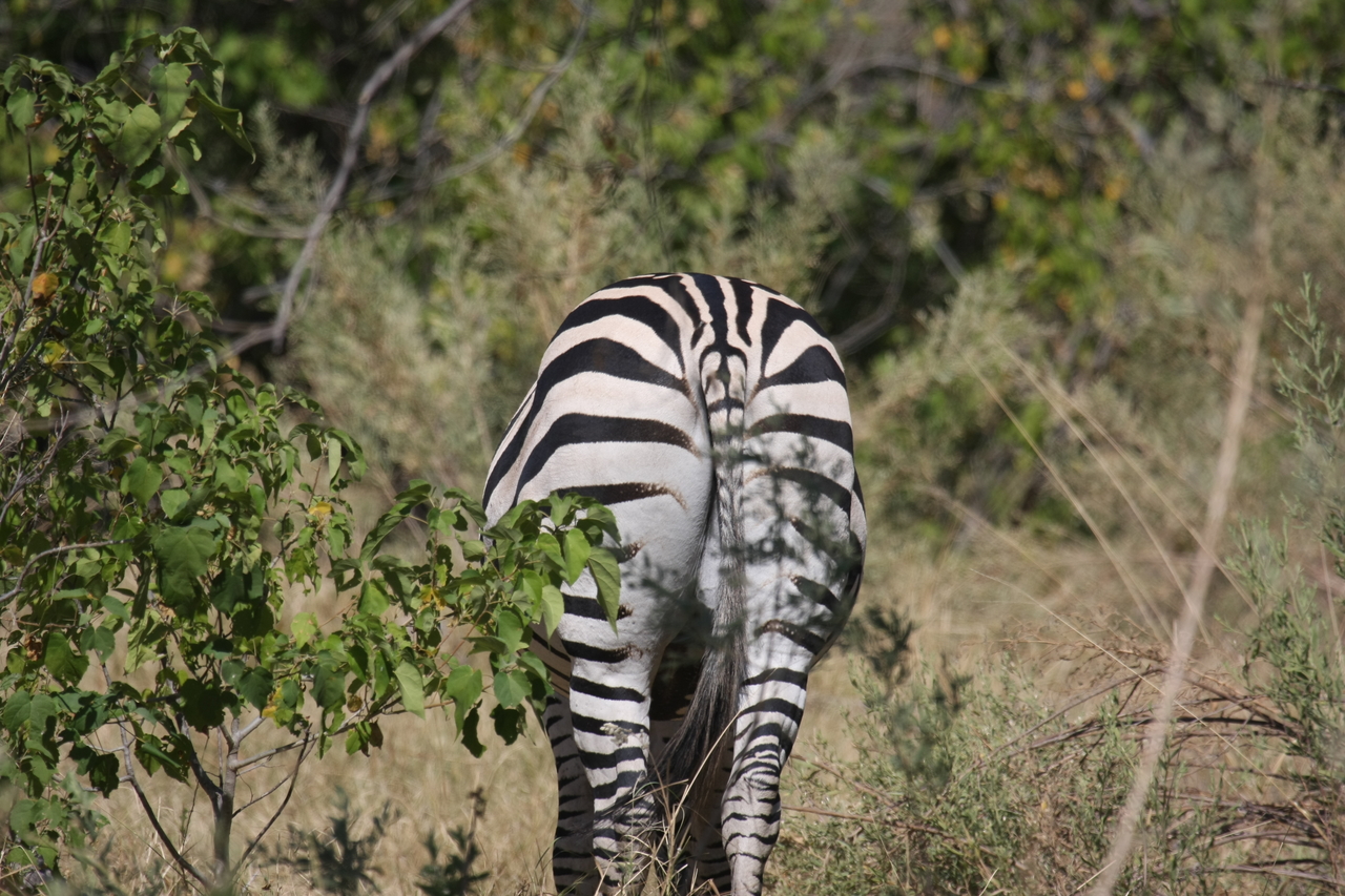 [24343] 2016_06_30_05_48_53_Africa_Canon_EOS_40D_IMG__04225.jpg