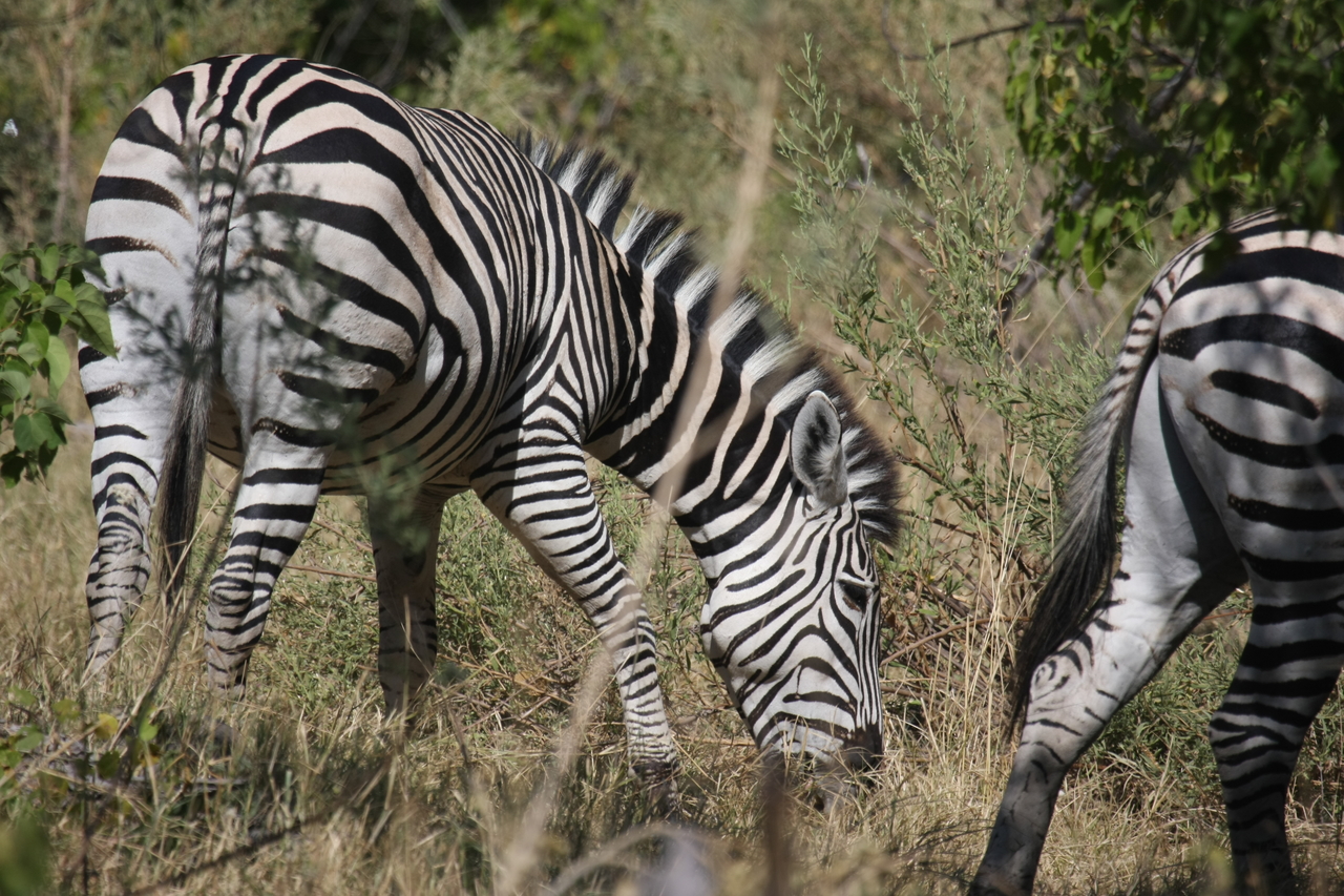 [24351] 2016_06_30_05_48_55_Africa_Canon_EOS_40D_IMG__11674.jpg