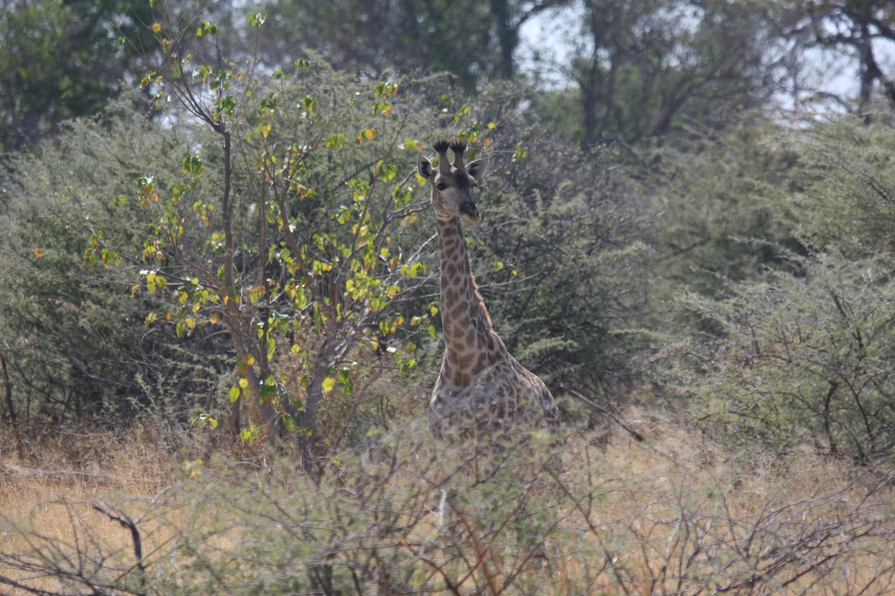 [24370] 2016_06_30_05_51_06_Africa_Canon_EOS_40D_IMG__11680.jpg