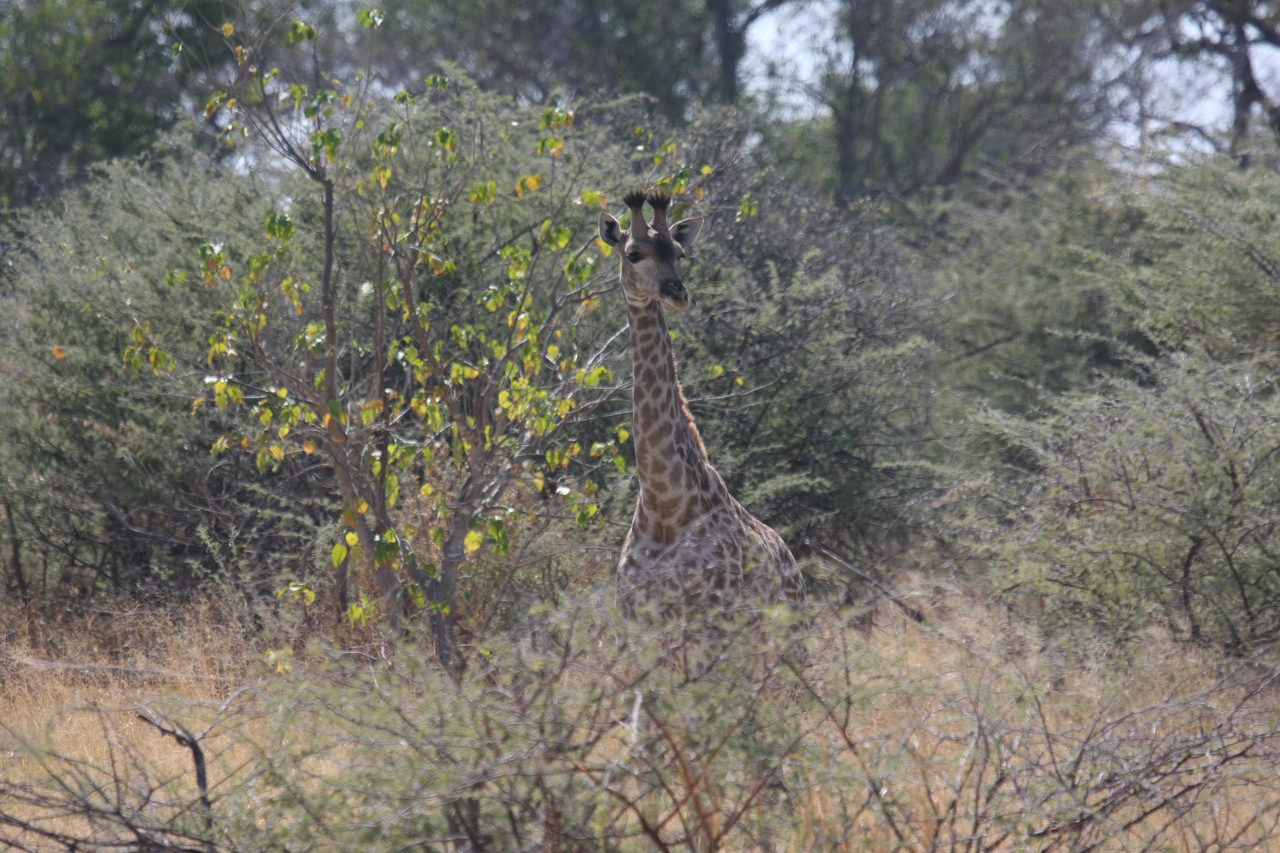 [24371] 2016_06_30_05_51_06_Africa_Canon_EOS_40D_IMG__11681.jpg